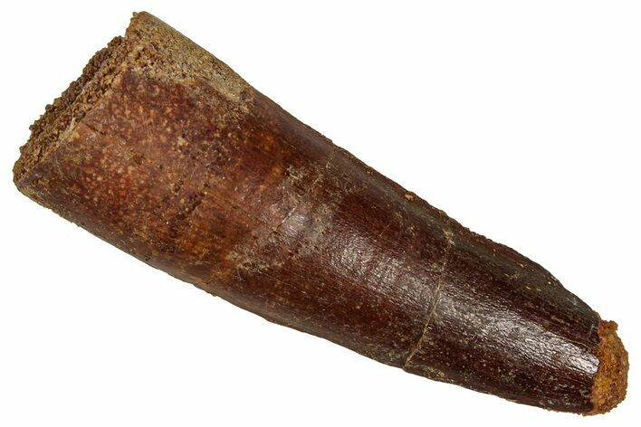 Fossil Spinosaurus Tooth - Feeding Worn Tip #355756
